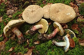 Caloboletus polygonius, le Bolet non-réticulé, amer.