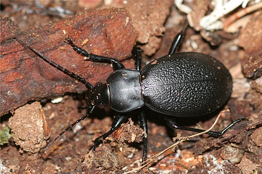 Carabus coriaceus1