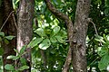 Trunk in Narsapur, Medak district, India.