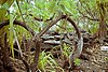 Ancient Polynesian marae, Caroline Atoll