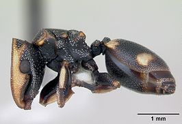 Cephalotes targionii