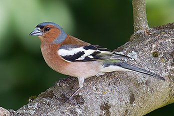 Un pinson des arbres (Fringilla coelebs). (définition réelle 2 085 × 1 390)