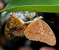 Acoplamiento con una mariposa muerta en Hyderabad, India.