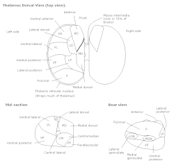 Thalamic Nucleus