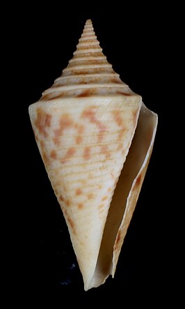 Conus arcuatus