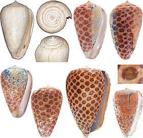 Várias imagens de conus carlottae; as imagens coloridas são imagens invertidas de espécimes fotografadas sob UV