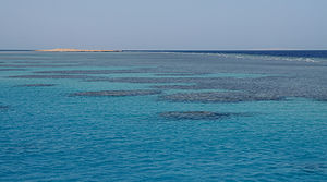 English: Coral reefs in the Red Sea, near Hurg...