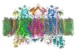 Vignette pour Cytochrome c oxydase