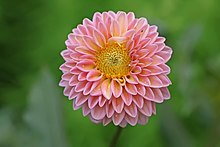 Dahlia x hybrida.jpg