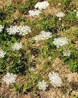 Paprastoji morka (Daucus carota)