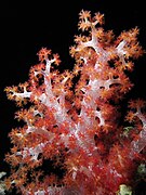 Dendronephthya hemprichi