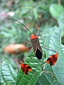 Coreidae, con las tibias de sus patas traseras en forma de hoja, adaptadas para el aposematismo y el cortejo