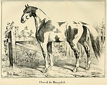 Dessin en noir et blanc représentant un cheval à la robe noire et blanche