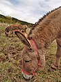 Donkeys-03.jpg