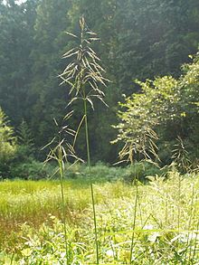 Eccoilopus cotulifer aburassk.jpg