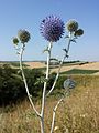 Die Ruthenien-Kugeldistel (Echinops ritro subsp. ruthenicus) tritt im Pannonikum in Österreich nur selten auf und gilt als gefährdet.[4]