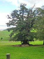 Edelkastanie (Castanea sativa)