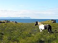 Les abords de la baie abritent de nombreux élevages de chevaux islandais.