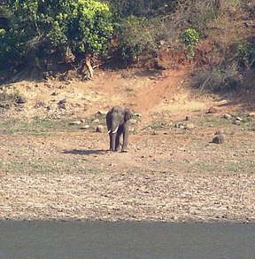 Wilder Elefantenbulle im Sathyamangalam-Wildreservat