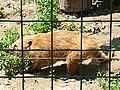 Ormányos medve (Nasua nasua)