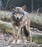 Европейский серый волк в пражском zoo.jpg