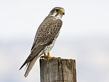 Prairie falcon (Falco mexicanus) Falco mexicanus -San Luis Obispo, California, USA-8.jpg