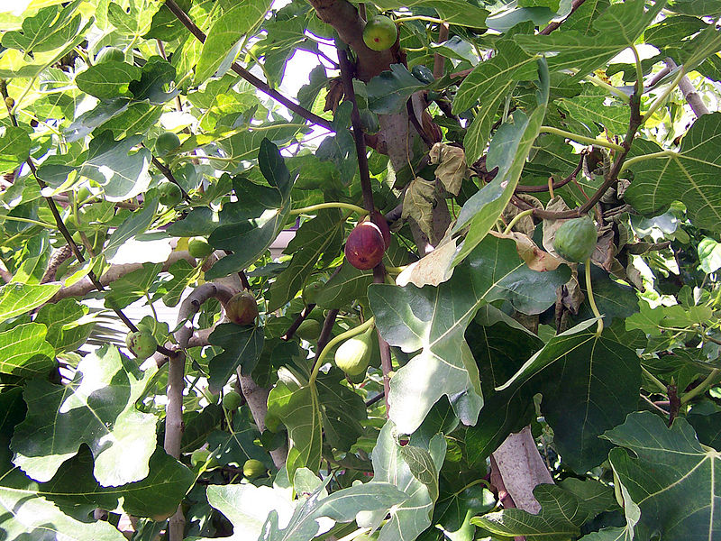 File:Fig tree.jpg