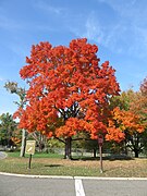 Foliage in Fort Hunt Park in 2016