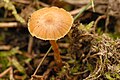 Galerina Spec. - 
 Lindsey 6a.jpg