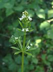 Kletten-Labkraut (Galium aparine)