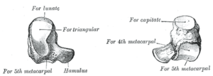 From Gray's Anatomy The left hamate bone.