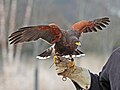 Parabuteo unicinctus, ženka; Charleston, Južna Karolina