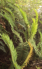 Miniatura para Blechnum cordatum