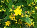 Hypericum × inodorum