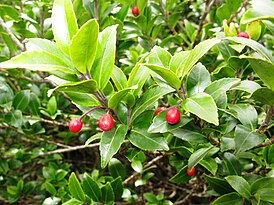 Ilex sugerokii var. brevipedunculata