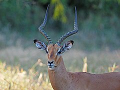 Impala