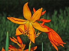 Iridaceae - Crocosmia aurea-1.JPG