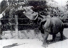 Яванский носорог 1900.jpg