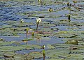 Waterplanten