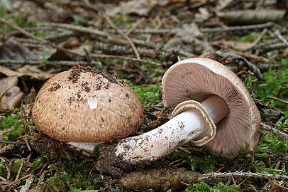 Rubiol de sang (Agaricus silvaticus)