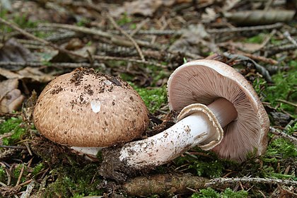 Cogumelo da espécie Agaricus silvaticus. (definição 3 000 × 1 997)