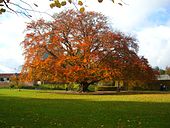 Árbol cerca del castillo