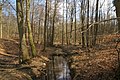 A través el bosc del Wohldorfer Wald