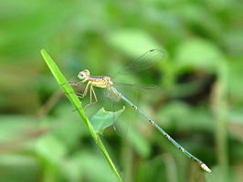 Lestes elatus