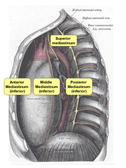 Mediastinum (www.en.wikipedia.org)