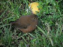 Mountain Firetail.jpg