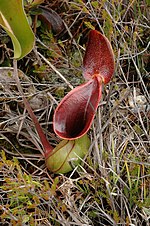 Miniatura para Nepenthes lowii