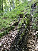 Hainsimsen-Buchenwald mit Totholz am östl. Steilhang