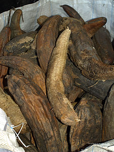 A bag of dried mature luffa fruits.