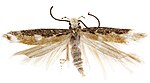 Neopalpa donaldtrumpi